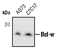 Bcl-W Antibody in Western Blot (WB)