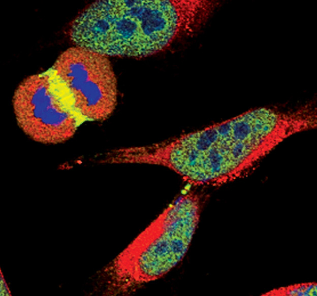 Survivin Antibody in Immunocytochemistry (ICC/IF)