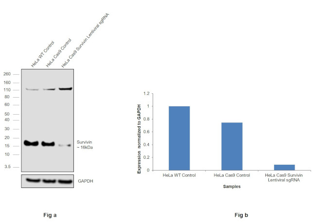 Survivin Antibody