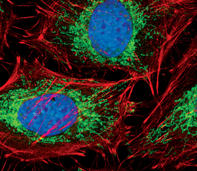 COX4 Antibody in Immunocytochemistry (ICC/IF)