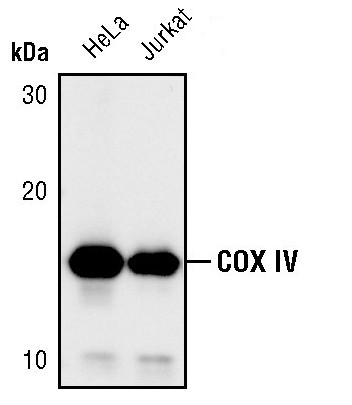 COX4 Antibody in Western Blot (WB)