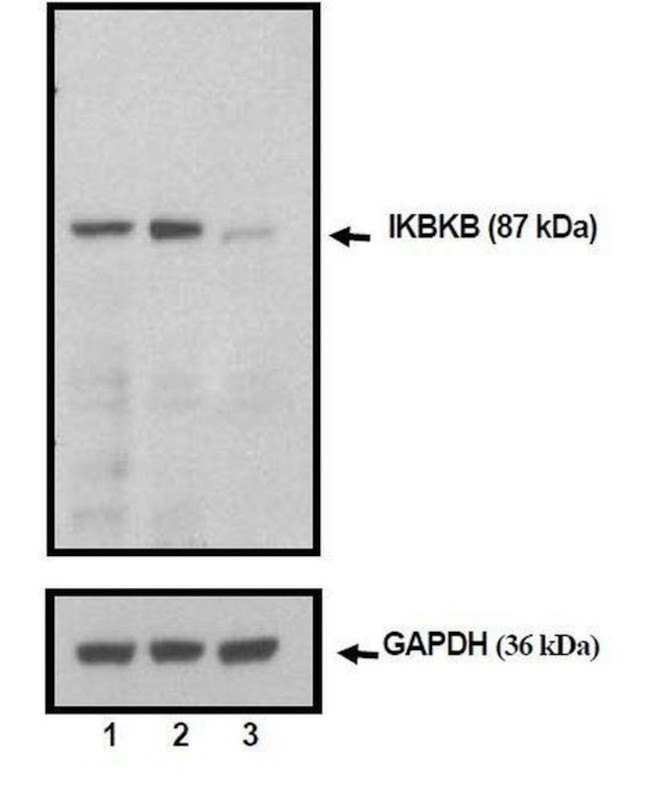 IKK beta Antibody