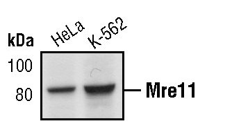 MRE11 Antibody in Western Blot (WB)