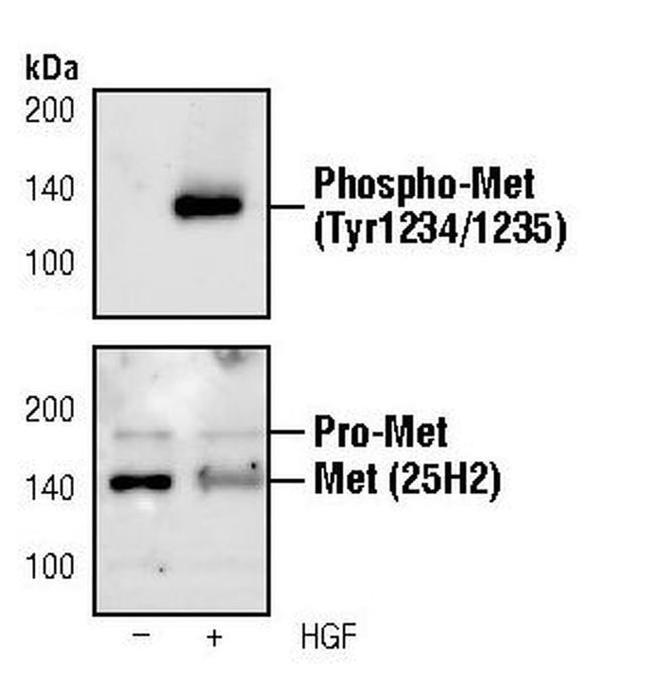 Phospho-c-Met (Tyr1234, Tyr1235) Antibody