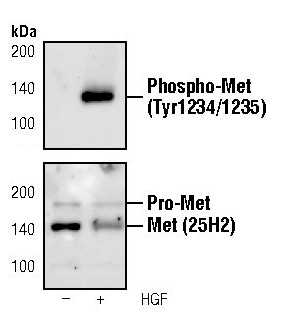 Phospho-c-Met (Tyr1234, Tyr1235) Antibody in Western Blot (WB)