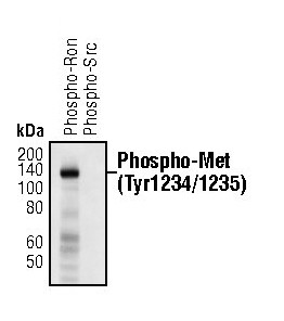 Phospho-c-Met (Tyr1234, Tyr1235) Antibody in Western Blot (WB)