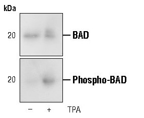 Phospho-BAD (Ser112) Antibody in Western Blot (WB)