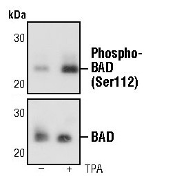 Phospho-BAD (Ser112) Antibody in Western Blot (WB)