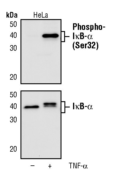 Phospho-IkB alpha (Ser32) Antibody in Western Blot (WB)