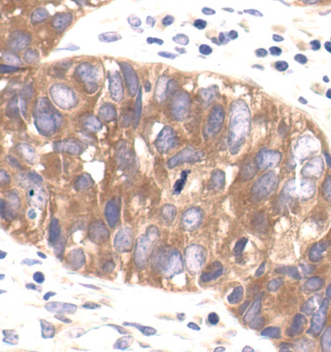 AMPK beta-1,2 Antibody in Immunohistochemistry (Paraffin) (IHC (P))