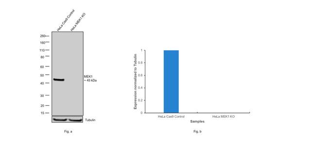 MEK1 Antibody in Western Blot (WB)