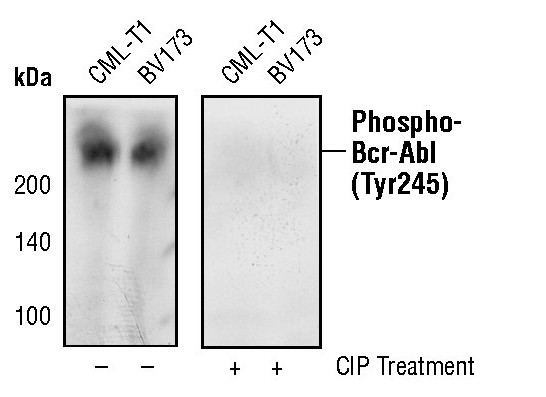 Phospho-c-Abl (Tyr245) Antibody in Western Blot (WB)