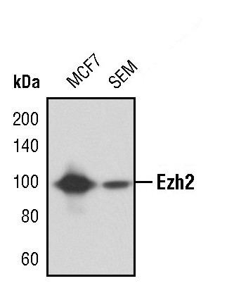 EZH2 Antibody in Western Blot (WB)