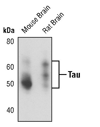 Tau Antibody in Western Blot (WB)