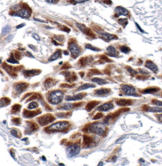 NFkB p52 Antibody in Immunohistochemistry (Paraffin) (IHC (P))