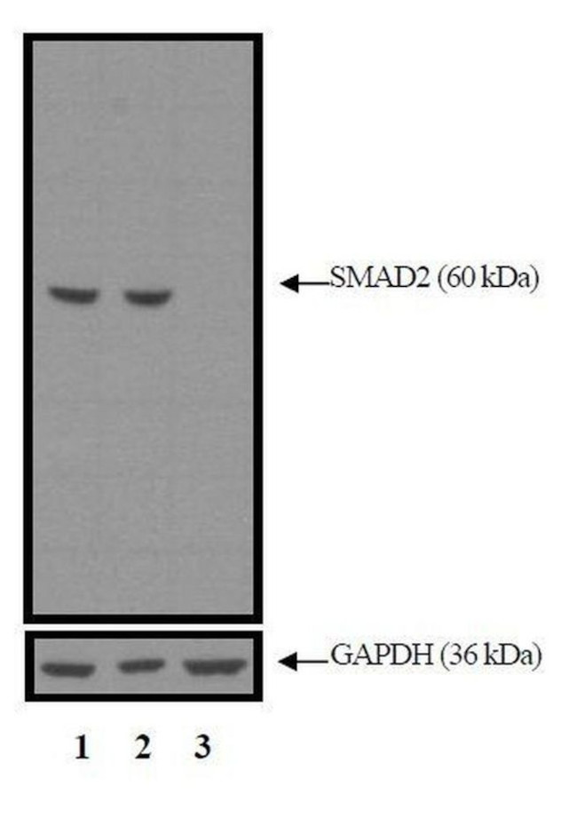 SMAD2 Antibody