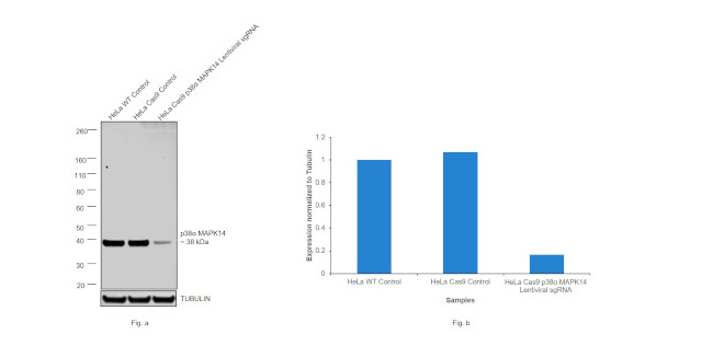 p38 MAPK alpha Antibody