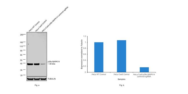 p38 MAPK alpha Antibody in Western Blot (WB)