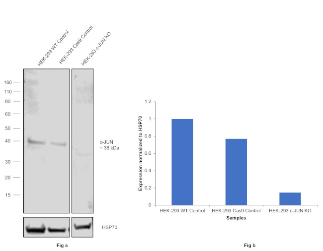 c-Jun Antibody