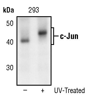 c-Jun Antibody in Western Blot (WB)