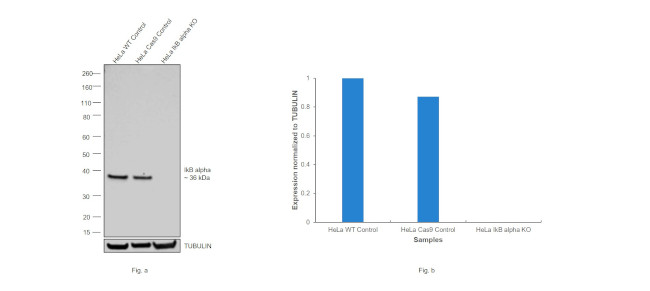 IkB alpha Antibody