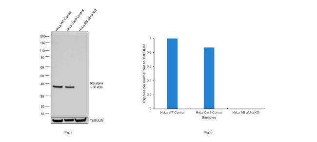 IkB alpha Antibody in Western Blot (WB)