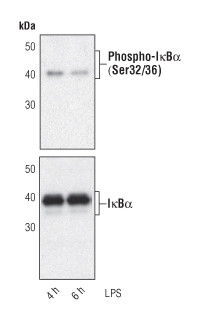 IkB alpha Antibody in Western Blot (WB)