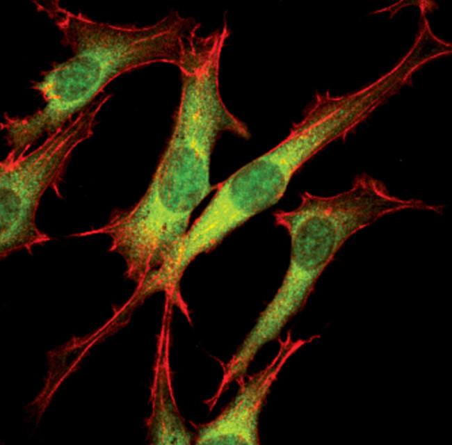 ERK1/ERK2 Antibody in Immunocytochemistry (ICC/IF)