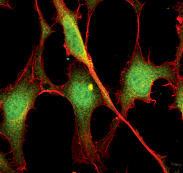 ERK1/ERK2 Antibody in Immunocytochemistry (ICC/IF)