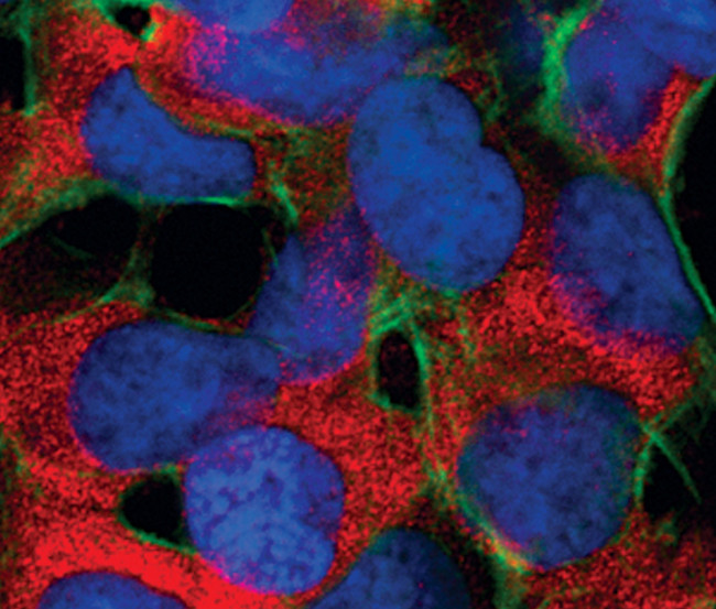 Phospho-S6 (Ser235, Ser236) Antibody in Immunocytochemistry (ICC/IF)