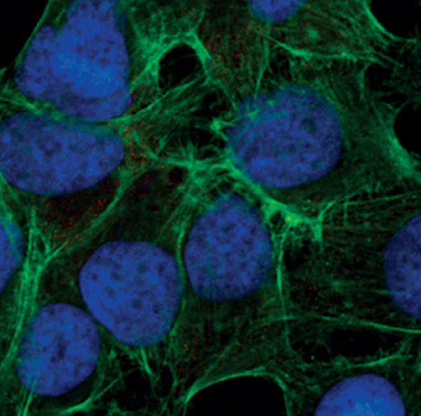 Phospho-S6 (Ser235, Ser236) Antibody in Immunocytochemistry (ICC/IF)