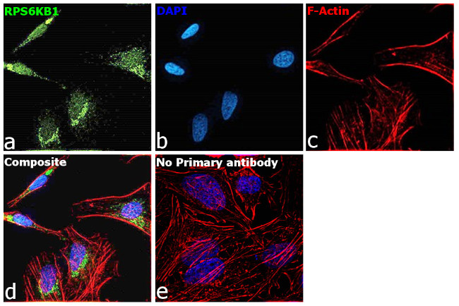 p70 S6 Kinase Antibody in Immunocytochemistry (ICC/IF)