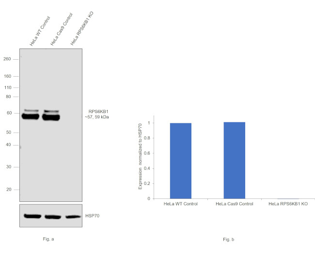 p70 S6 Kinase Antibody