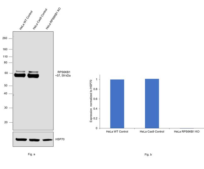 p70 S6 Kinase Antibody in Western Blot (WB)