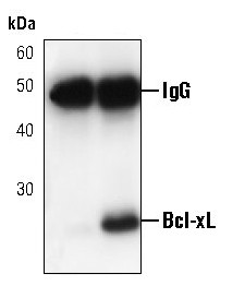 Bcl-xL Antibody in Immunoprecipitation (IP)