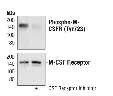 Phospho-CSF1R (Tyr723) Antibody in Western Blot (WB)