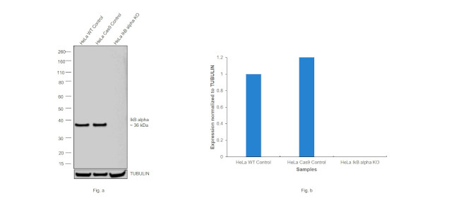 IkB alpha Antibody