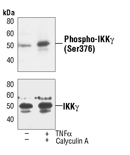 IKK gamma Antibody in Western Blot (WB)