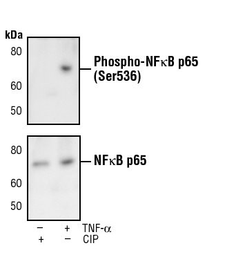 Phospho-NFkB p65 (Ser536) Antibody in Western Blot (WB)