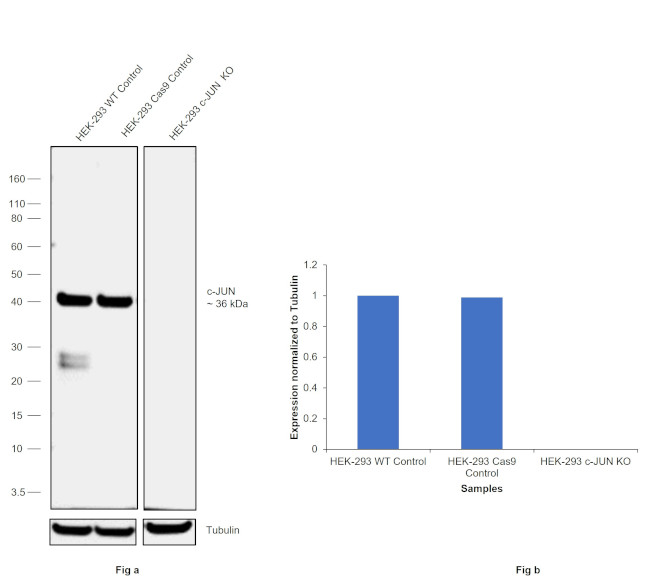 c-Jun Antibody in Western Blot (WB)