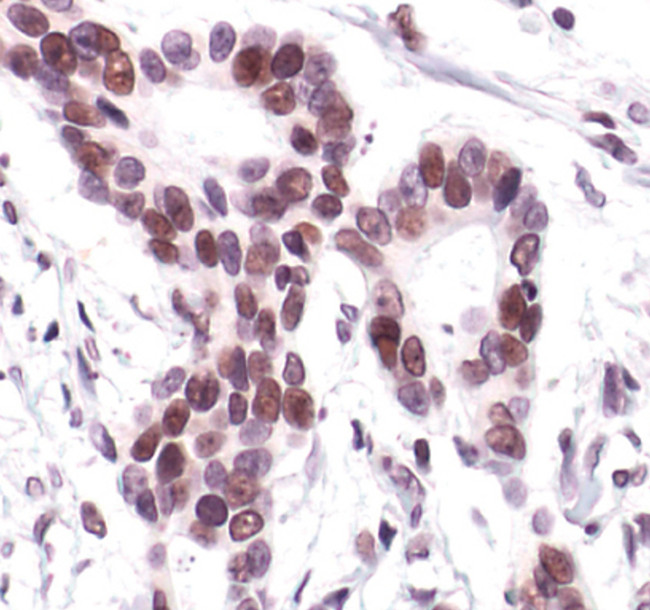 c-Jun Antibody in Immunohistochemistry (Paraffin) (IHC (P))