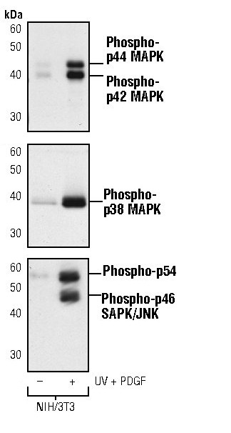 Phospho-ERK1/ERK2 (Tyr204) Antibody in Western Blot (WB)