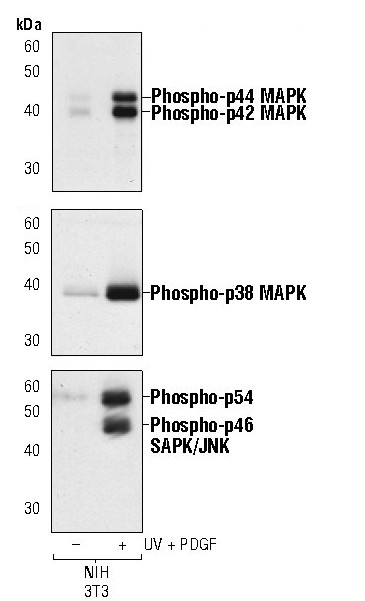 Phospho-JNK1/JNK2 (Thr183, Tyr185) Antibody in Western Blot (WB)