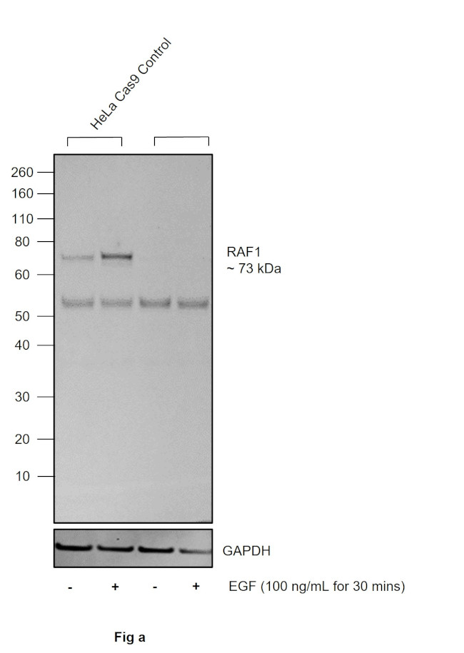 Phospho-c-Raf (Ser338) Antibody in Western Blot (WB)