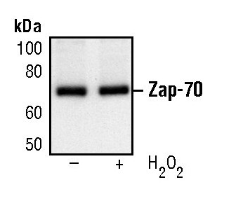 Zap-70 Antibody in Western Blot (WB)