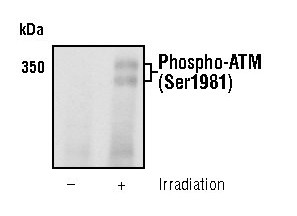 Phospho-ATM (Ser1981) Antibody in Western Blot (WB)