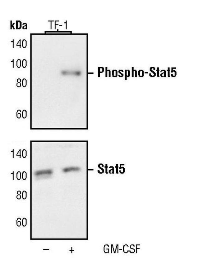 Phospho-STAT5 alpha (Tyr694) Antibody