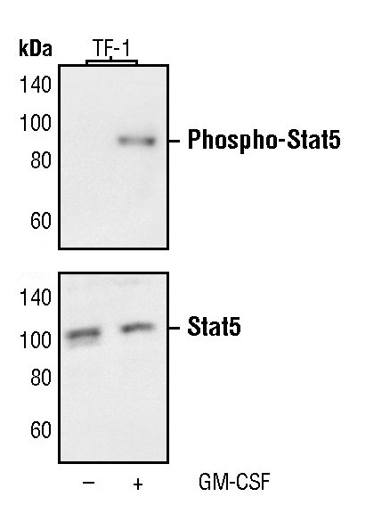 Phospho-STAT5 alpha (Tyr694) Antibody in Western Blot (WB)