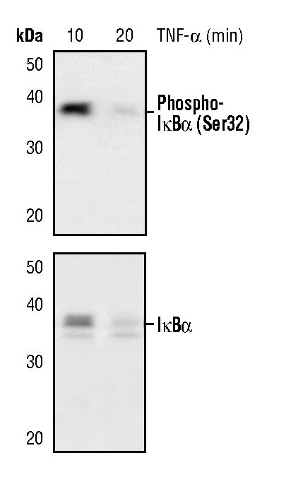 IkB alpha Antibody in Western Blot (WB)