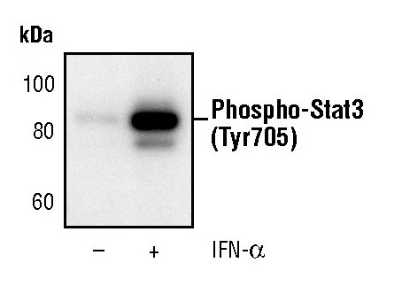 Phospho-STAT3 (Tyr705) Antibody in Western Blot (WB)